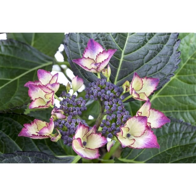 Hydrangea Mac. Bauernhortensie Dark Angel 30-40 cm