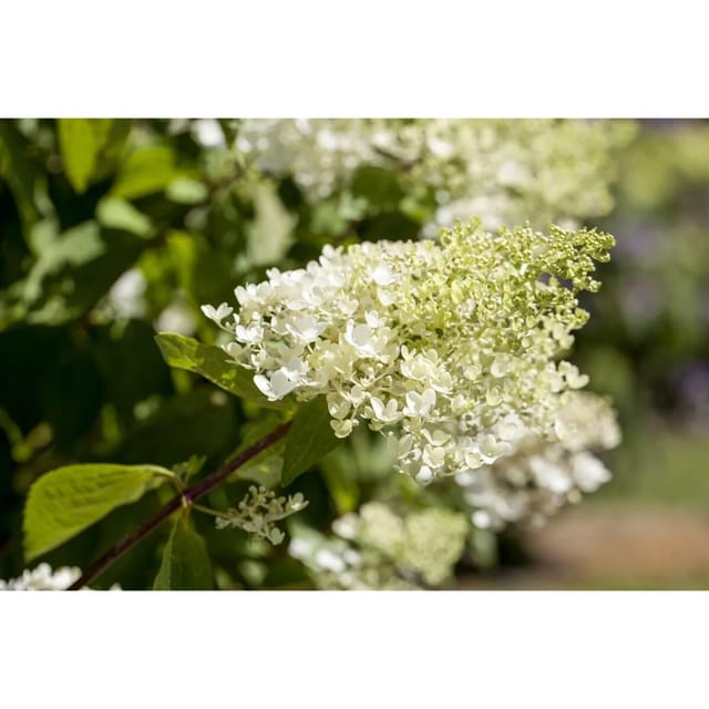 Hydrangea Paniculata Rispenhortensie Bombshell S 40-60 cm