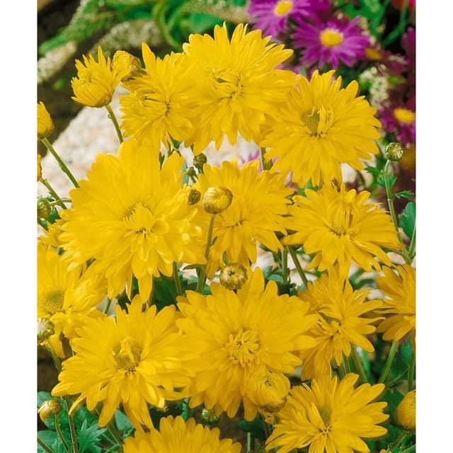 Chrysanthemum X Hort. Citrus Gartenchrysantheme Ca. 9x9 cm Topf