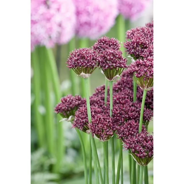 Allium Atropurpureum Purpur-Lauch Ca. 11x11 cm Topf