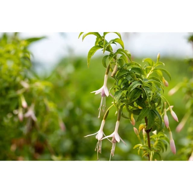 Fuchsia Magellanica Var.alba Scharlachfuchsie Ca. 11x11 cm Topf