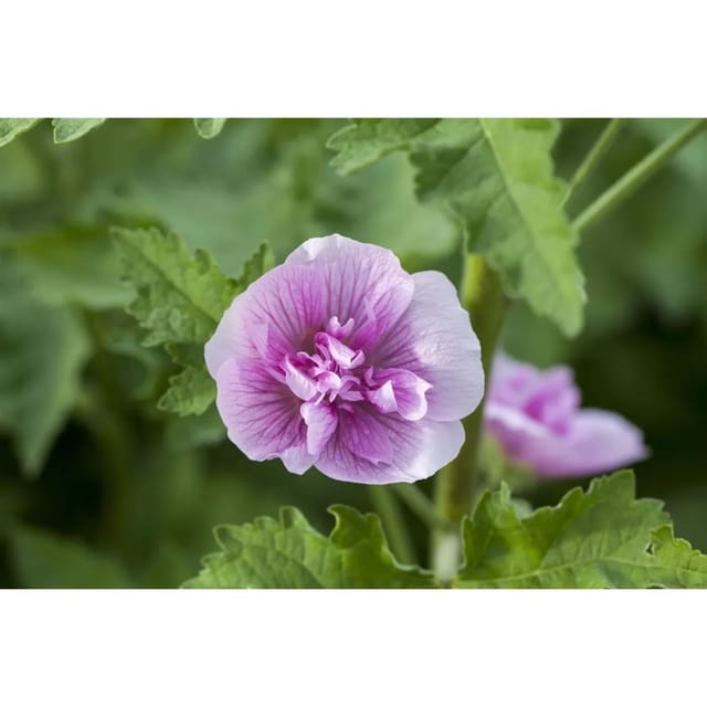 Alcea X Hybr.'parkrondell' Stockrose Ca. 11x11 cm Topf