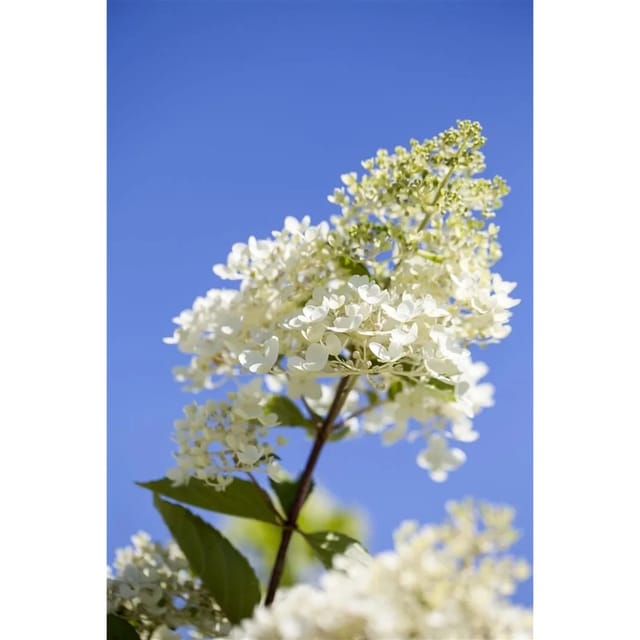 Hydrangea Paniculata Rispenhortensie Tardiva 80-100 cm