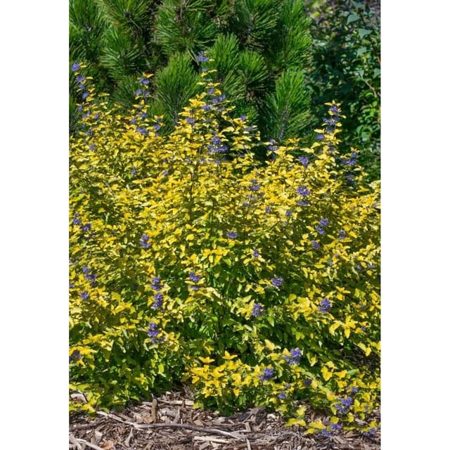 Caryopteris Clandonensis Bartblume Sunny Blue 30-40 cm