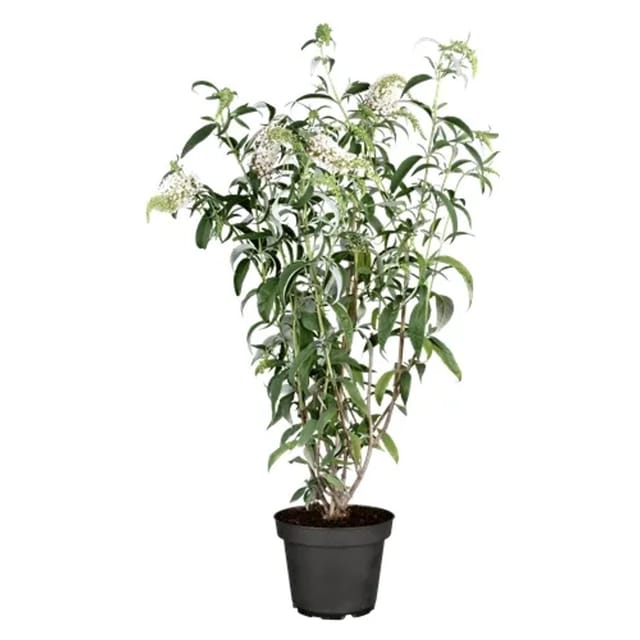 Buddleja Schmetterlingsstrauch White Profusion 40-60 cm