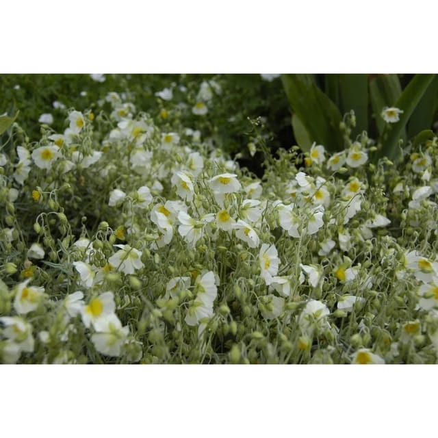 Helianthemum X Cult.'snow Queen' Sonnenröschen Ca. 9x9 cm Topf