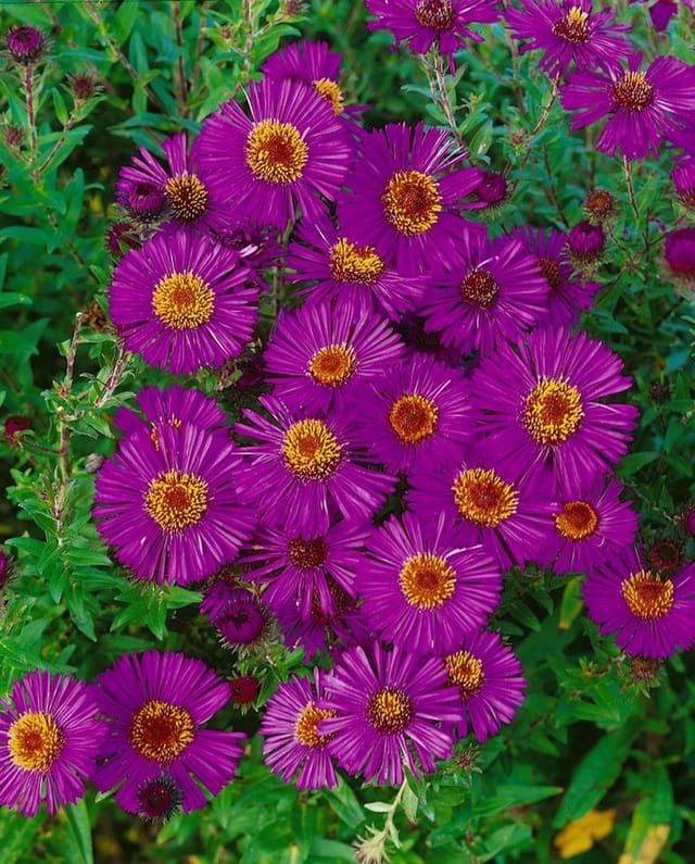 Aster Novae-angliae Raublattaster Andenken An P.gerber Ca. 9x9 cm Topf