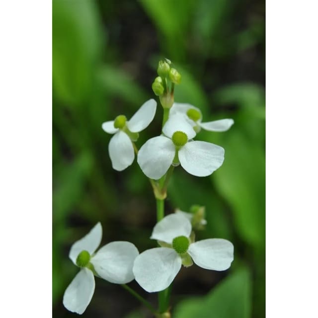 Alisma Parviflorum Kleines Froschkraut Ca. 9x9 cm Topf