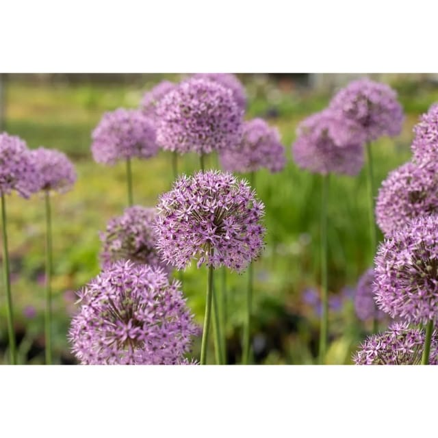 Allium Aflatunense Zierlauch Gladiator Ca. 11x11 cm Topf