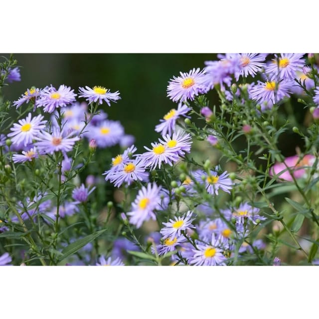 Aster Novae-angliae Raublattaster Treasure Ca 11x11 cm Topf