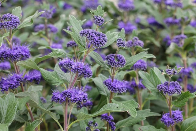 Caryopteris Clandonensis Bartblume Grand Bleu R 40-60 cm