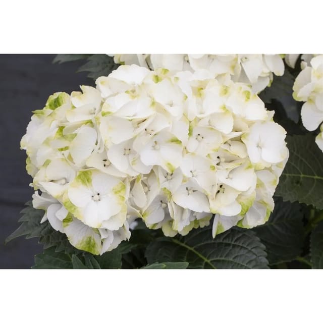 Hydrangea Mac. 'Caipirinha' Hortensie 30-40 cm