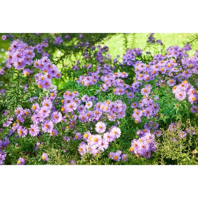 Aster Novi-belgii Glattblatt-aster Rosenquarz Ca. 9x9 cm Topf