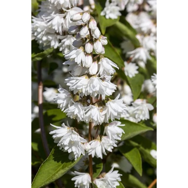 Deutzia Magnifica Maiblumenstrauch C 5 60-100