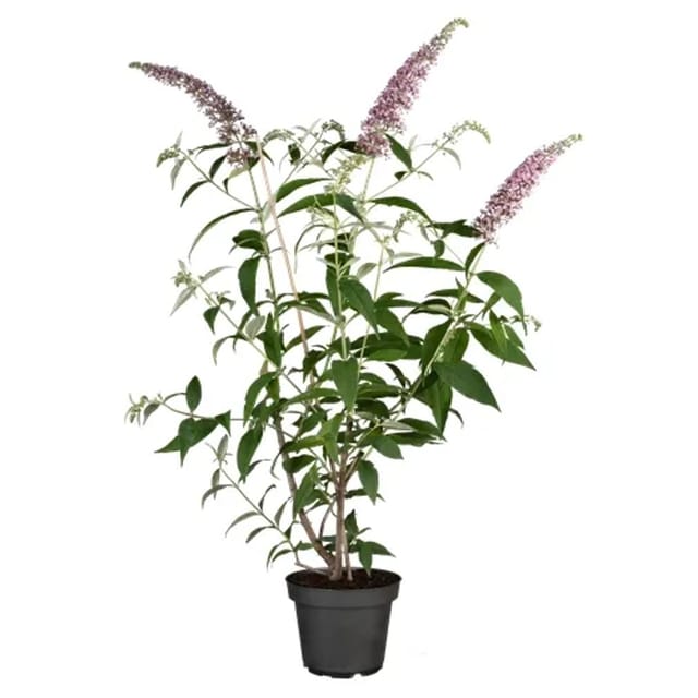 Buddleja Davidii Schmetterlingsstrauch Pink Delight 40-60 cm