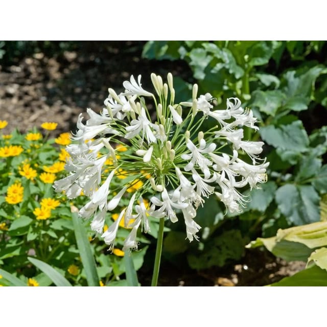 Agapanthus Africanus Schmucklilie Ca. 9x9 cm Topf