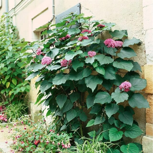 Clerodendrum Bungei Losbaum 80-100 cm