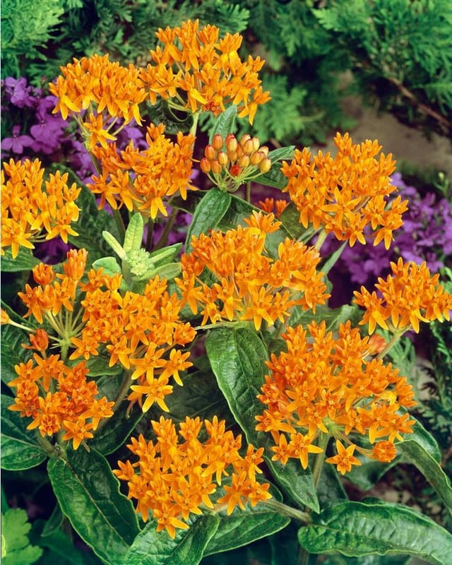 Asclepias Tuberosa Schmetterlingsblume Ca. 9x9 cm Topf