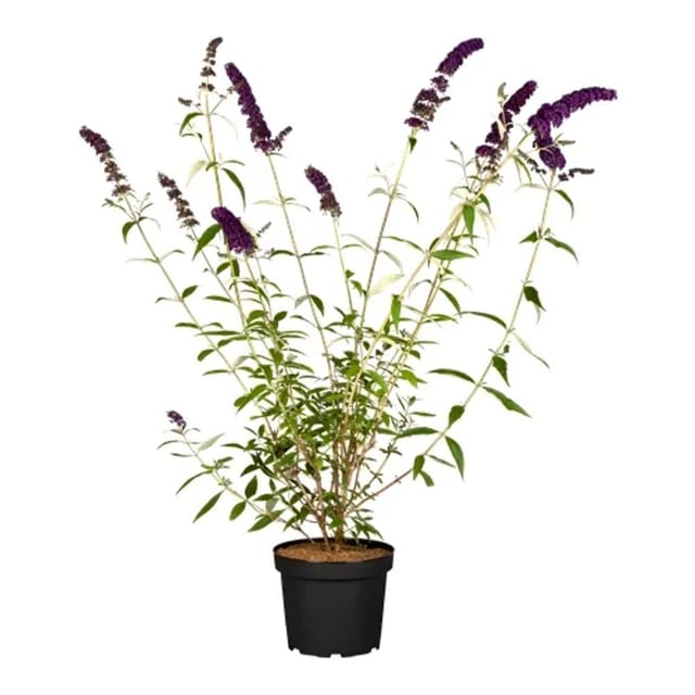 Buddleja Davidii Schmetterlingsstrauch Black Knight 40-60 cm