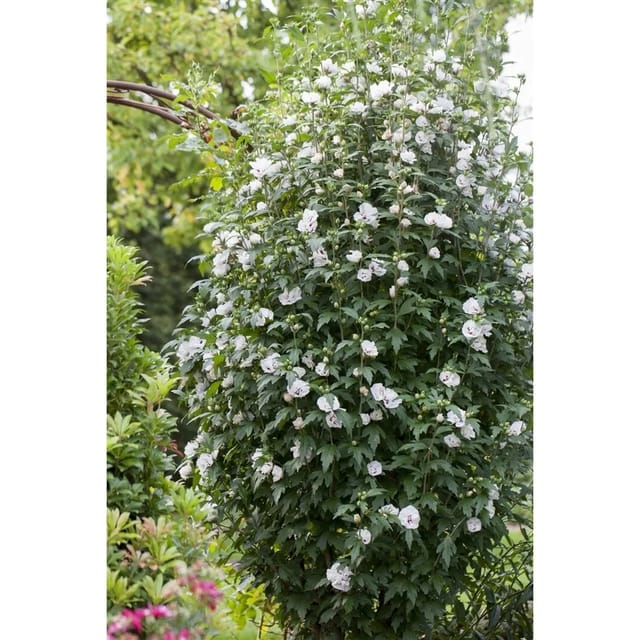 Hibiscus Syriacus Garten-Eibisch 40-50 cm