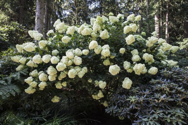 Hydrangea Paniculata Rispenhortensie Phantom 40-60 cm