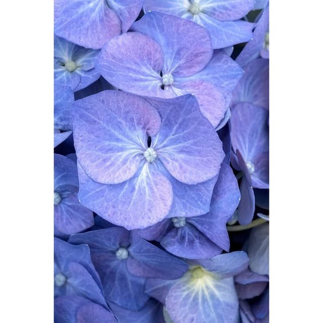 Hydrangea Mac. Bauernhortensie Bela 40-60 cm