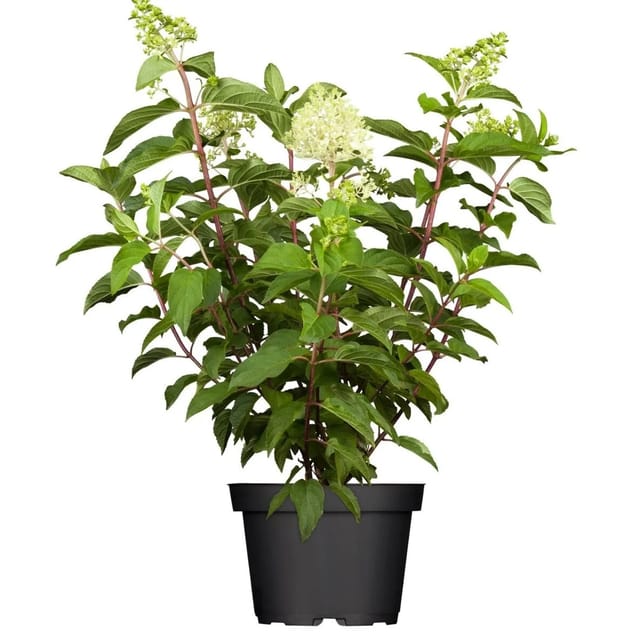 Hydrangea Paniculata Rispenhortensie Limelight S 60-100 cm