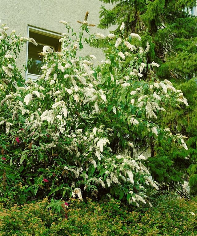 Buddleja Schmetterlingsstrauch 'Peace' 40-60 cm