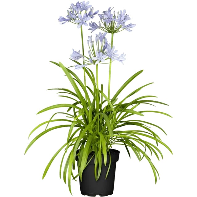 Agapanthus Schmucklilie Northern Star 2-3 Liter Container