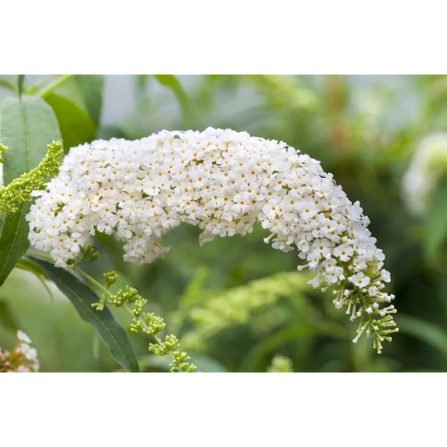 Buddleja Schmetterlingsstrauch White Bouquet 125-150 cm