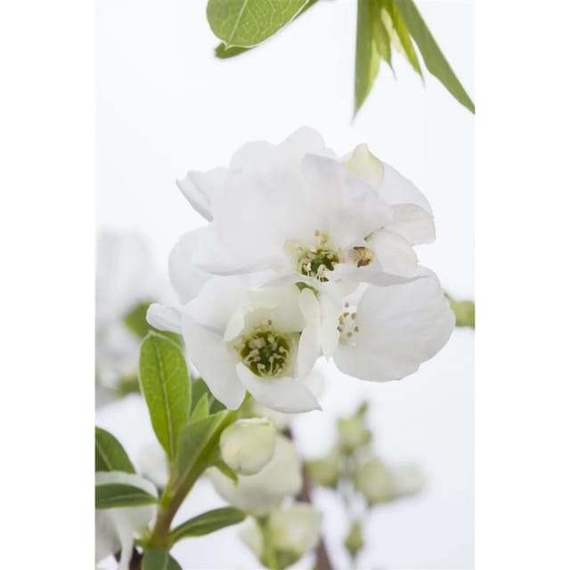 Exochorda Racemosa Perlmuttstrauch Niagara 60-80 cm