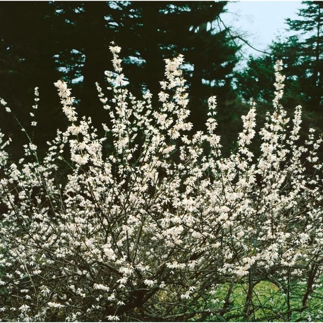 Abeliophyllum Distichum Schneeforsythie Roseum 80-100 cm
