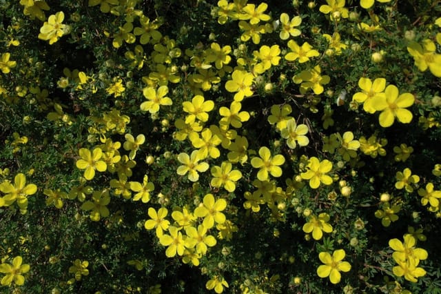 Potentilla Fingerstrauch Gelb Ca 9x9 cm Topf
