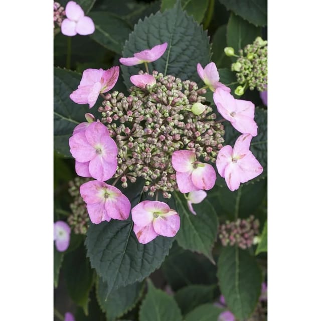 Hydrangea Mac. Hortensie 'Cotton Candy' 30-40 cm
