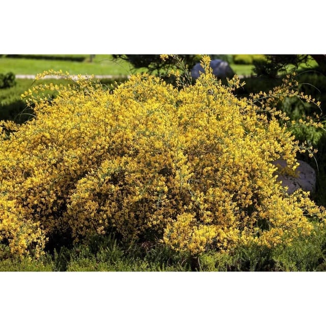 Genista Lydia Färberginster 30-40 cm