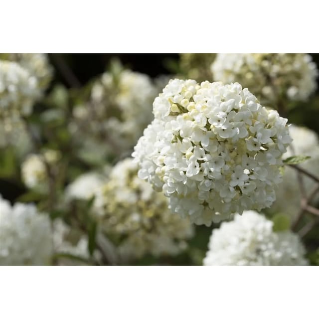 Viburnum Eskimo Schneeball 30-40 cm