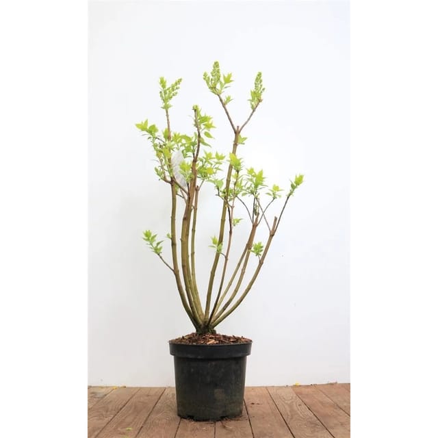 Syringa Vulgaris Flieder Mme Lemoine 40-60 cm