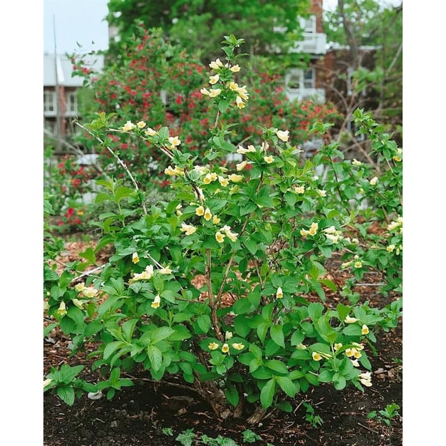 Weigela Middendorffiana Weigelie 60-100 cm