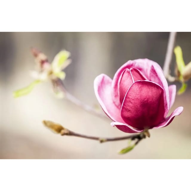 Magnolia Soulangiana Tulpenmagnolie Genie R 60-80 cm
