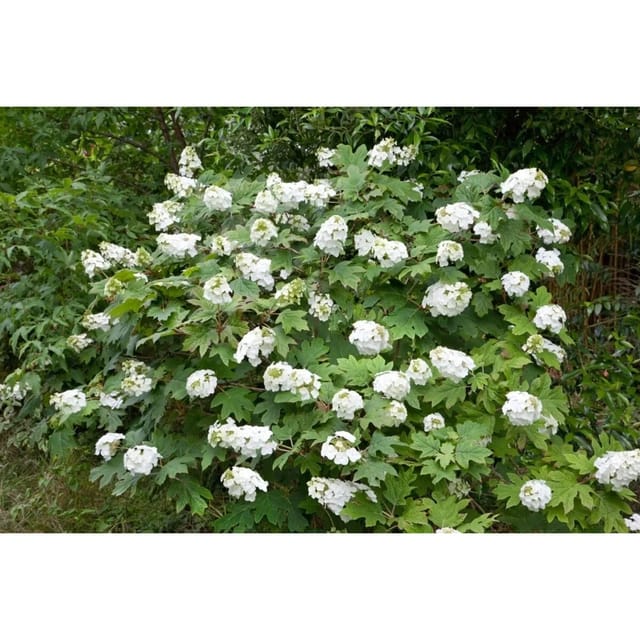 Hydrangea Quercifolia Eichenblatthortensie Snow Queen 40-60 cm