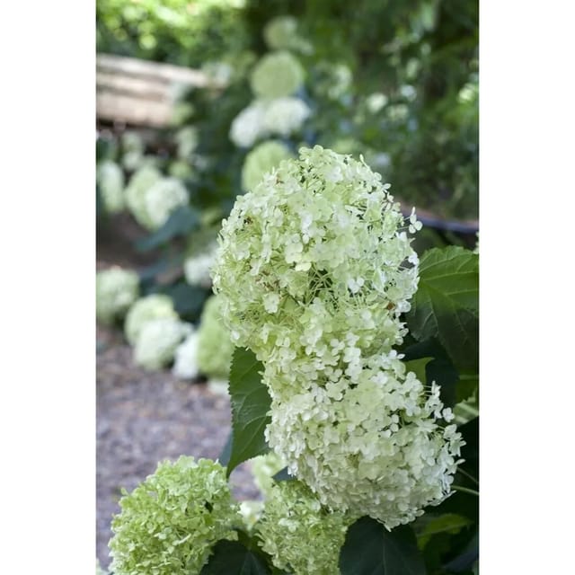 Hydrangea Arborescens Schneeballhortensie 100-125 cm