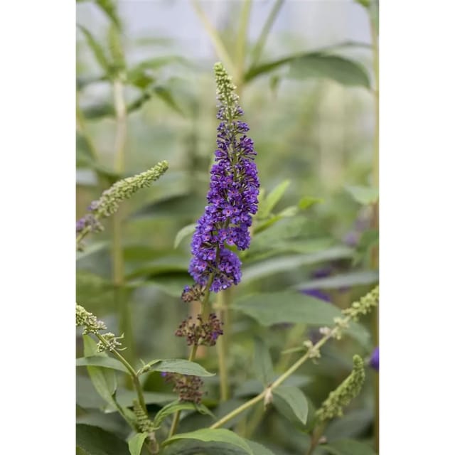 Buddleja Davidii Schmetterlingsstrauch Empire Blue 80-100 cm