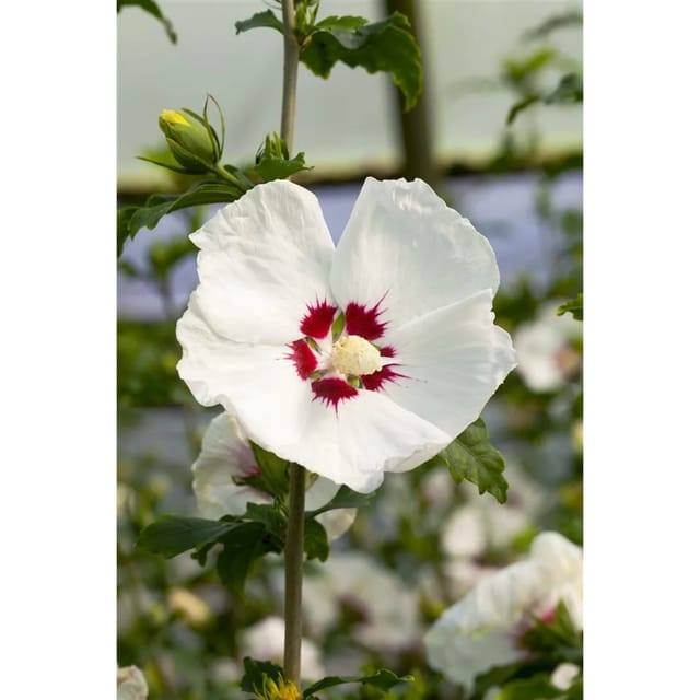 Hibiscus Syriacus Garten-Eibisch Red Heart 80-100 cm
