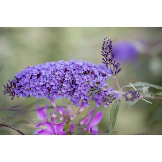 Buddleja Davidii Schmetterlingsstrauch Ile De France 100-125 cm