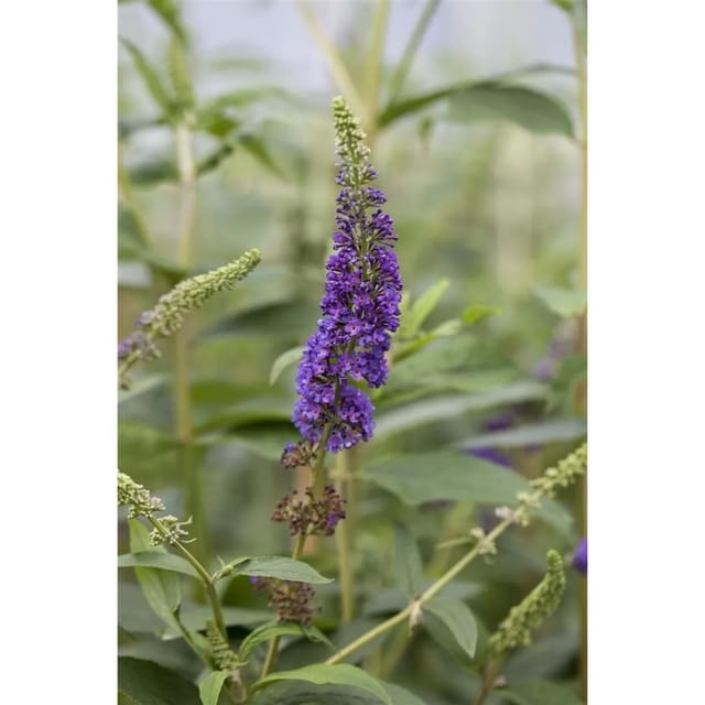 Buddleja Davidii Schmetterlingsstrauch Empire Blue 60-100 cm