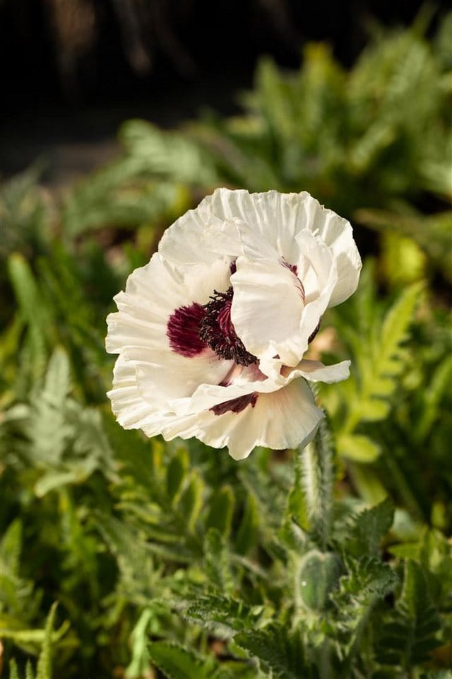 Papaver Orientale Türkischer Mohn Royal Wedding Ca 11x11 cm Topf
