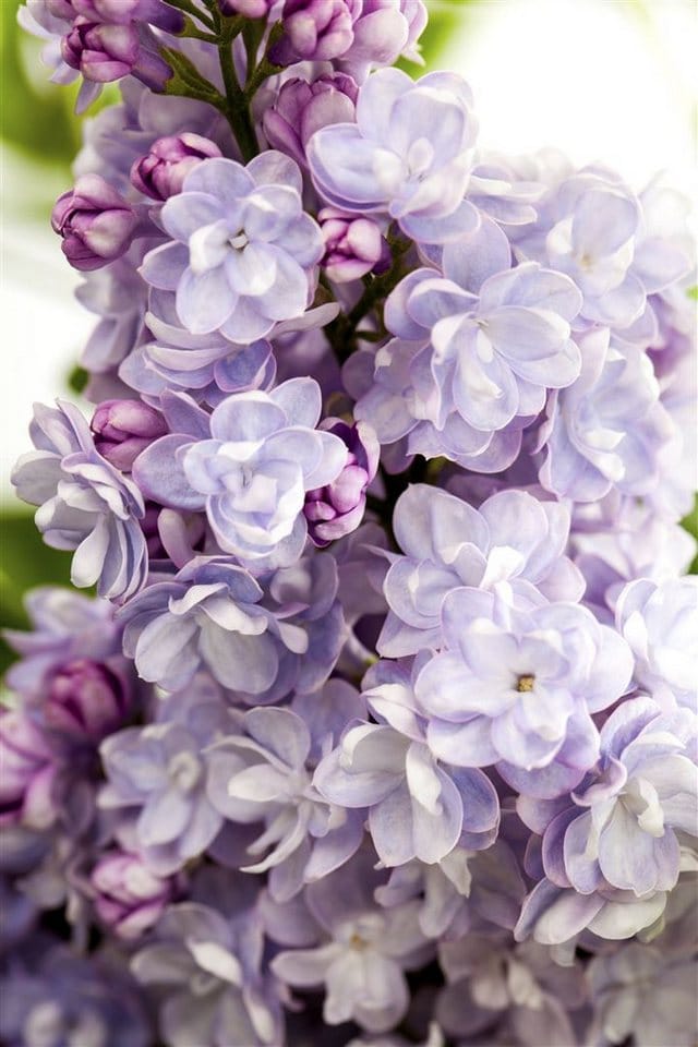 Syringa Vulgaris Flieder Michel Buchner 40-60 cm