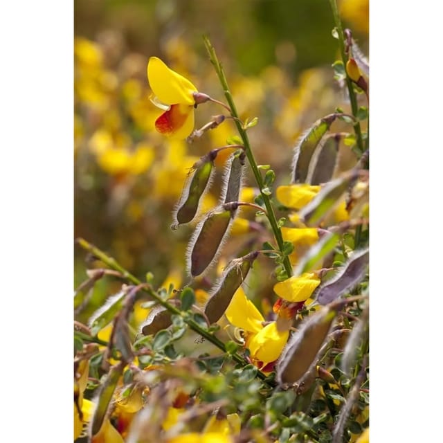 Cytisus Scoparius Besenginster Jessica 30-40 cm