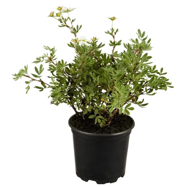 Potentilla Fingerstrauch Weiss Ca 9x9 cm Topf