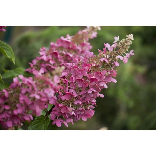 Hydrangea Paniculata Rispenhortensie Little Quick Fire 40-60 cm
